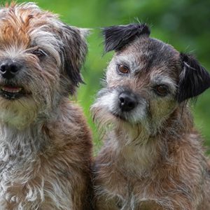 Jumper; senior huisdier Jumper; senior huisdier