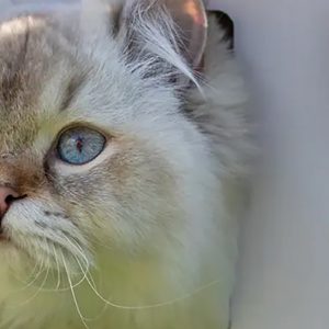 Jumper; paspoort voor dieren Jumper; paspoort voor dieren