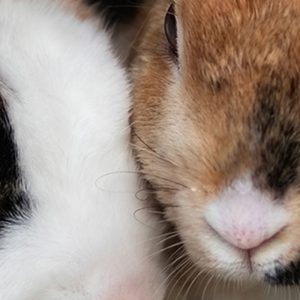 Maxi Zoo; konijn buiten of binnen Maxi Zoo; konijn buiten of binnen