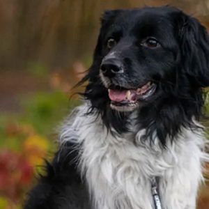 Maxi Zoo; veilige herfstwandeling Maxi Zoo; veilige herfstwandeling