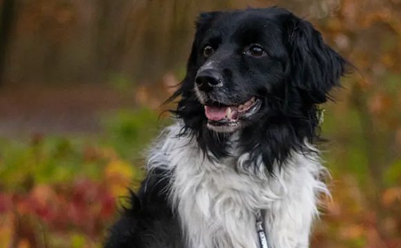 Maxi Zoo; veilige herfstwandeling Maxi Zoo; veilige herfstwandeling