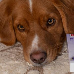 Maxi Zoo; rustige jaarwisseling Maxi Zoo; rustige jaarwisseling