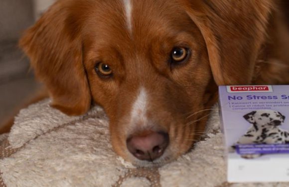 Maxi Zoo; rustige jaarwisseling