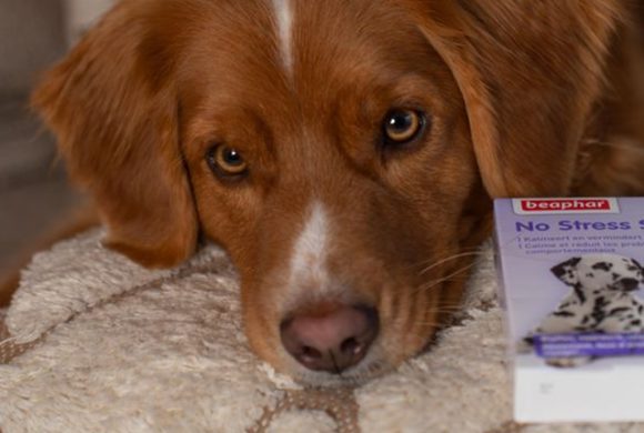 Maxi Zoo; rustige jaarwisseling